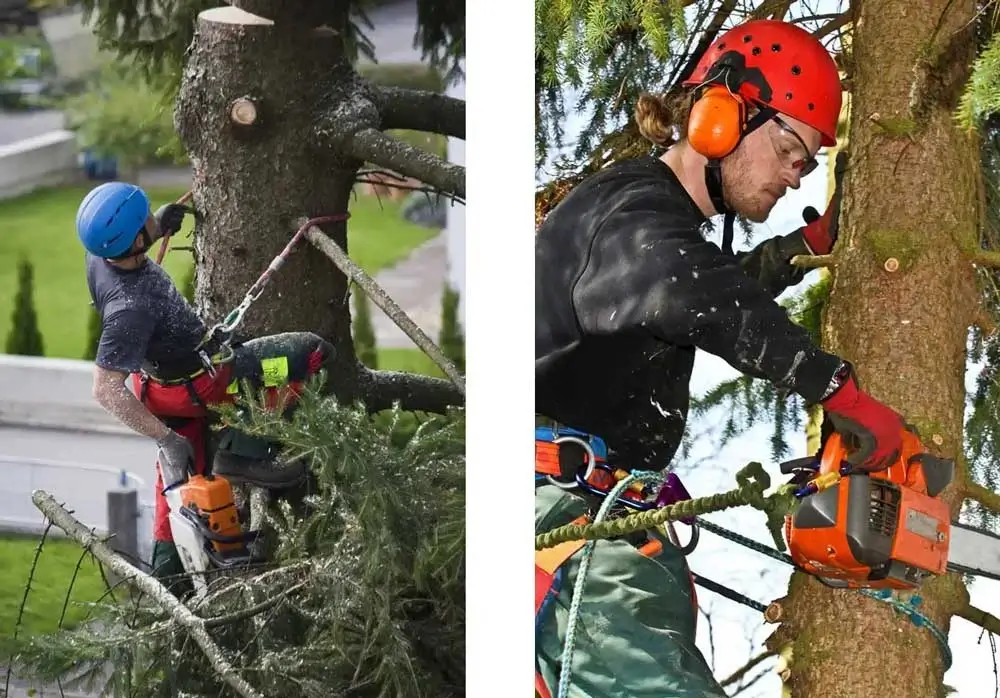 Professional Tree Service