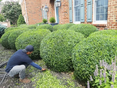 Pruning project