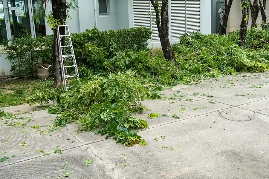 Common Techniques Used in Branch Cutting Services in Winchester, VA