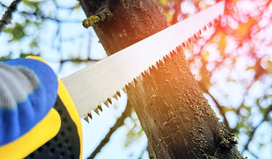 Common Techniques Used in Branch Cutting Services in Winchester, VA