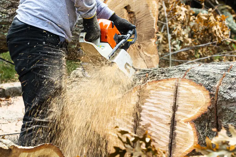 Experienced Stump Removal Winchester, VA