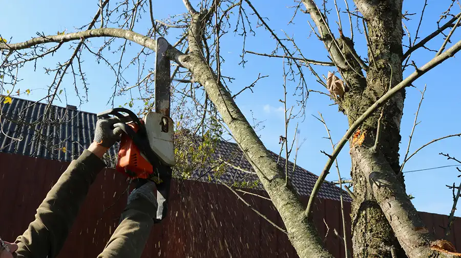 How Branch Cutting Service Prevents Property Damage in Winchester, VA How Branch Cutting Service Prevents Property Damage in Winchester, VA