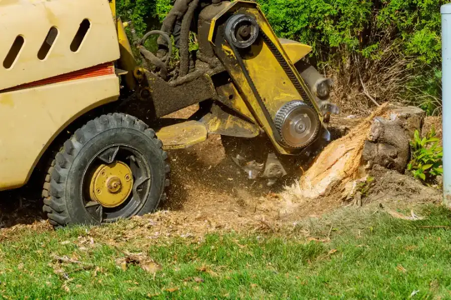 How To Choose The Right Stump Grinding Service For Your Needs Winchester, VA