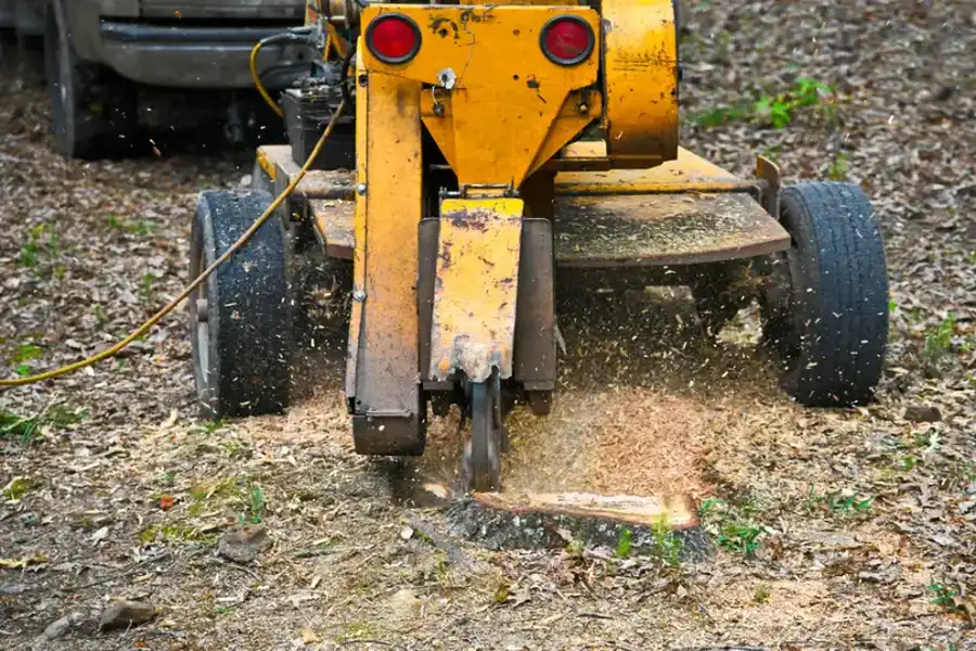 How To Choose The Right Stump Grinding Service For Your Needs in Winchester, VA
