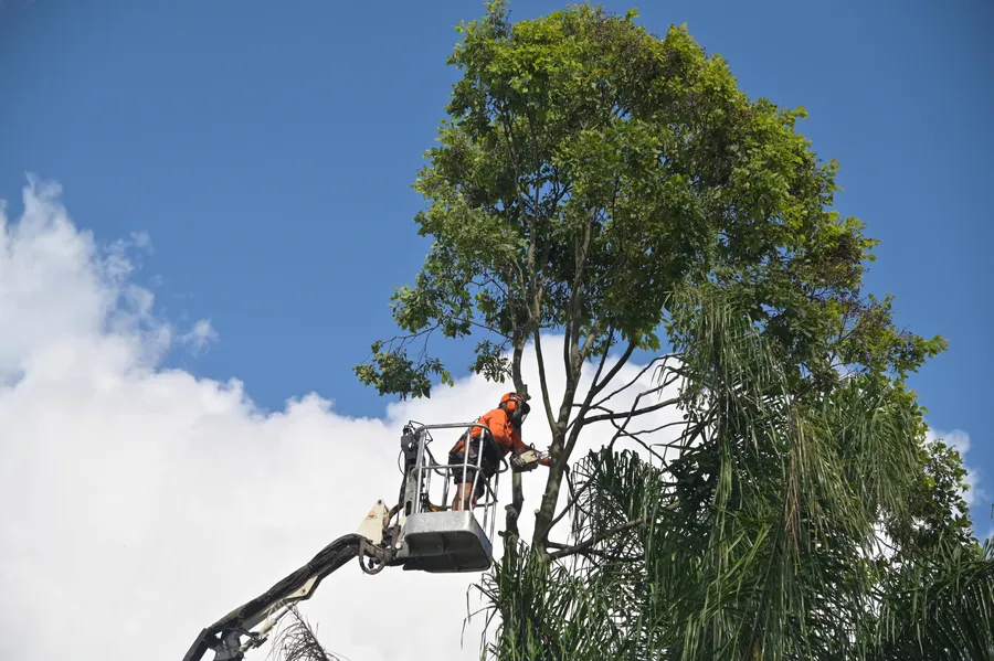 Tree removal project