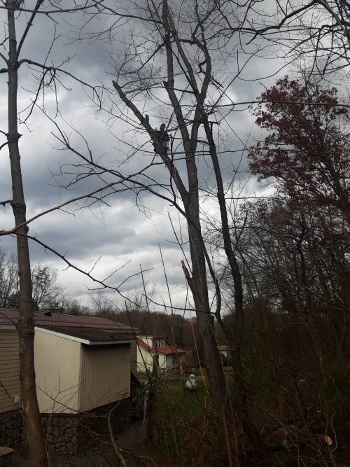 Pruning project