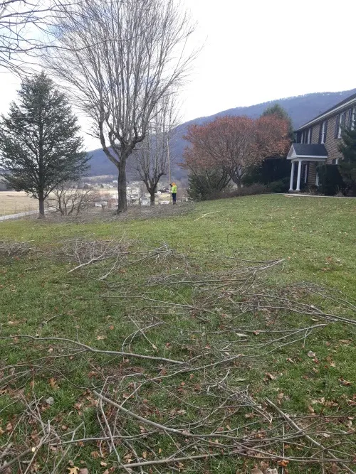 Tree removal project