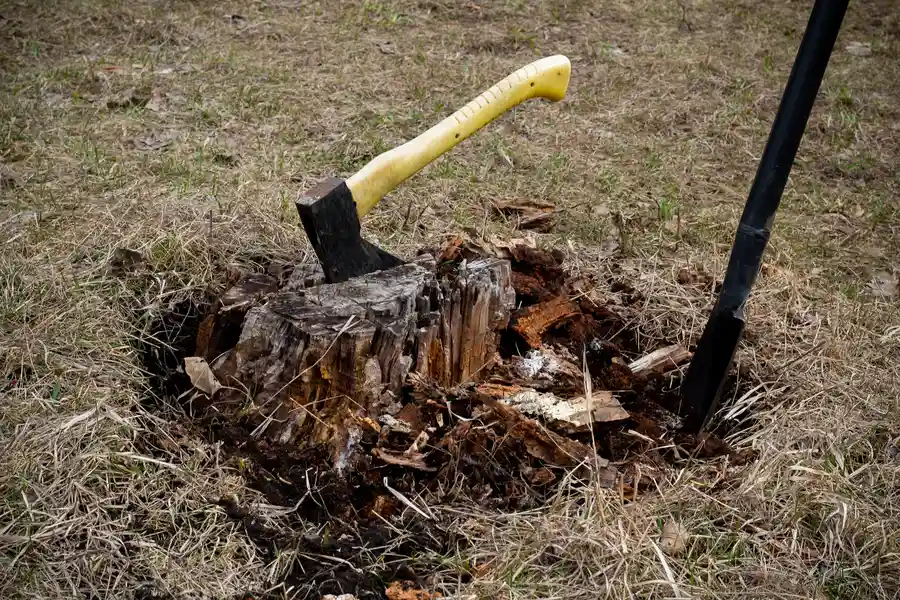 Tree trimming
