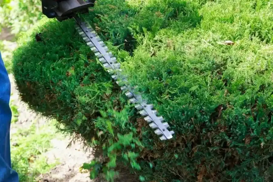 Superior Bush Trimming Winchester, VA