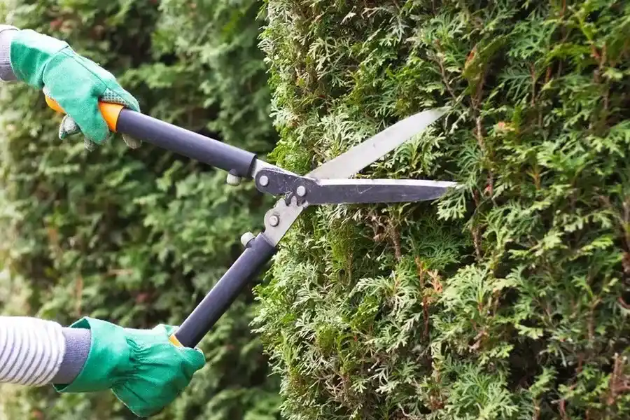 The Benefits Of Bush Trimming For Pest And Disease Control Winchester, VA