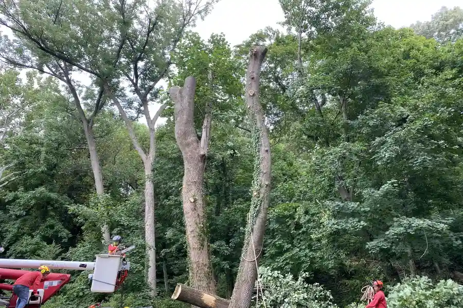 Tree Company Services in Winchester, VA Tree Company Services in Winchester, VA