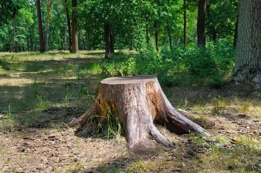 Why Stump Removal Is Essential After Tree Removal Winchester, VA