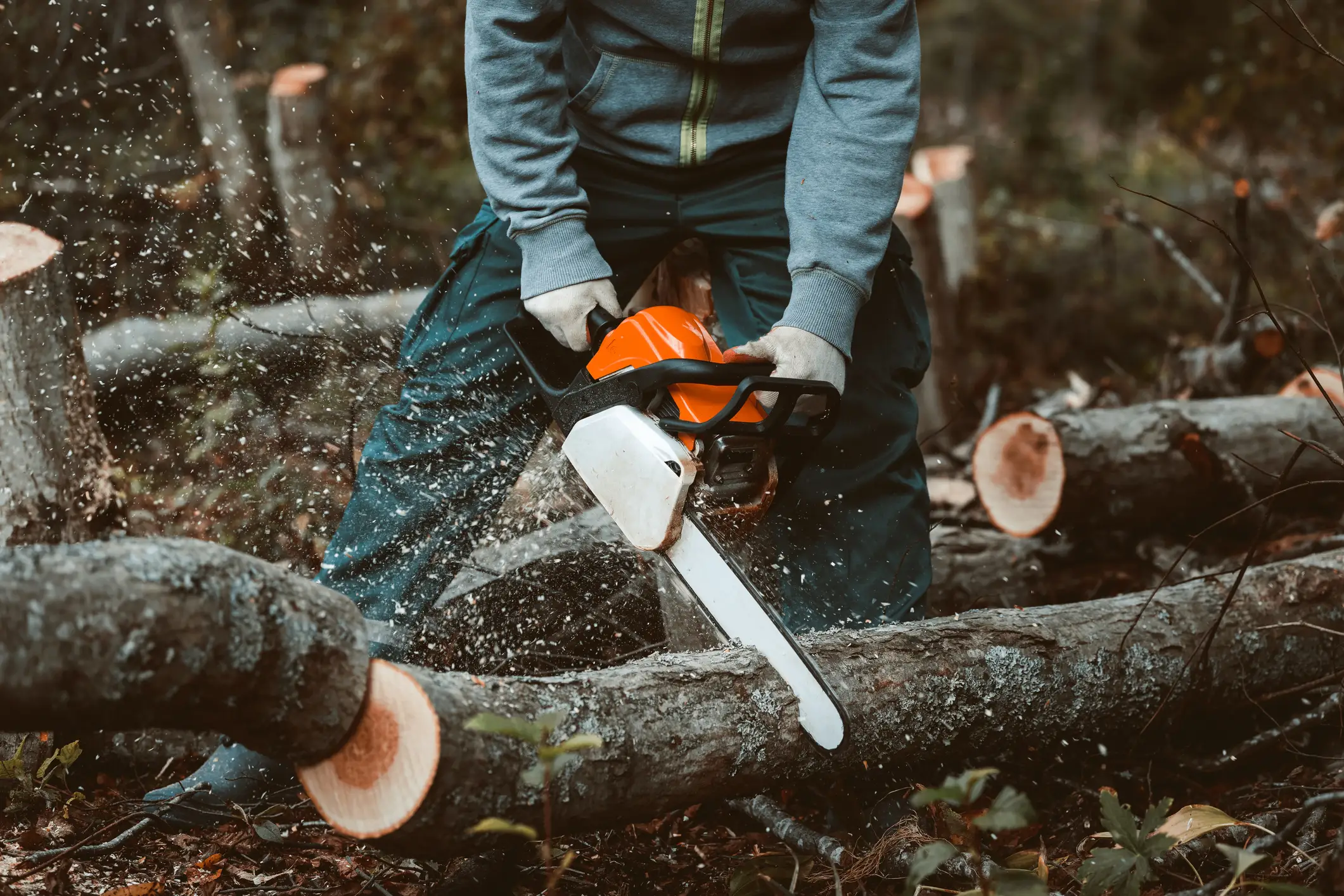 Tree service background