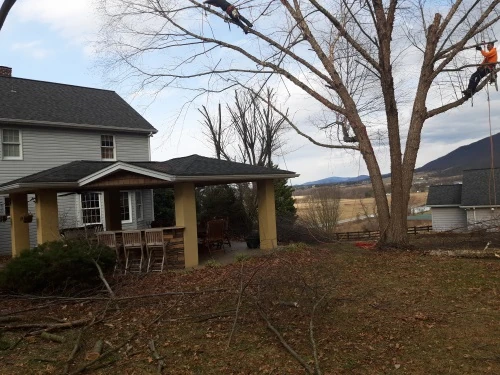 Stump grinding project