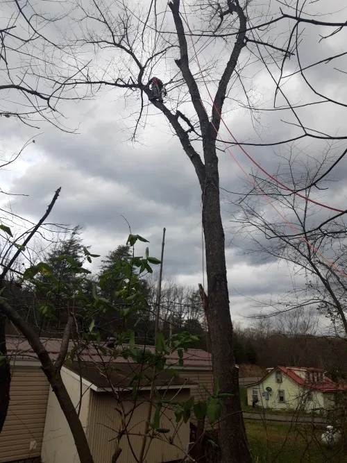 Tree trimming project